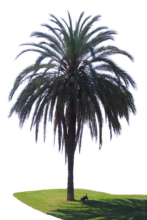 Palme Palme